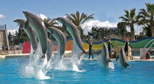 Spectacle dauphin - Marineland Antibes